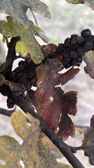 Disholcaspis mellifica