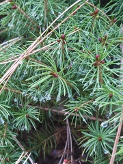 Pinaceae