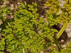Soliva sessilis