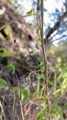 Maurandya antirrhiniflora