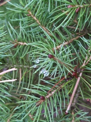 Pinaceae