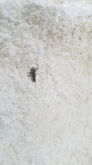 Olla v-nigrum