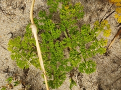 Soliva sessilis