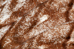Thysania agrippina
