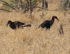 Bucorvus leadbeateri