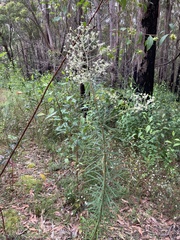 Astrotricha longifolia