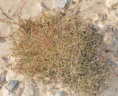 Eriogonum nidularium
