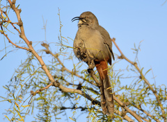Toxostoma crissale