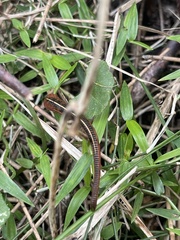 Chtonobdella limbata