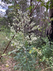 Astrotricha longifolia