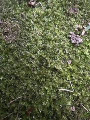 Mniaceae
