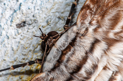 Thysania agrippina