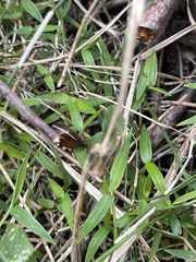 Chtonobdella limbata