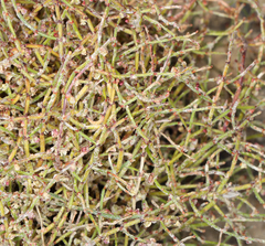 Eriogonum nidularium