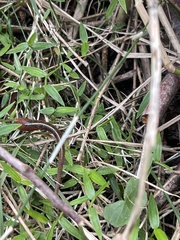 Chtonobdella limbata