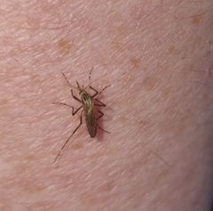 Aedes vittiger