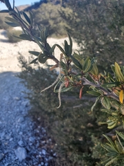 Cercocarpus