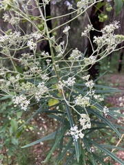 Astrotricha longifolia