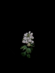 Plantaginaceae