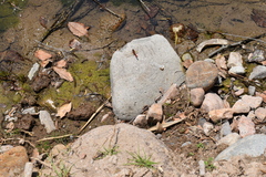 Sympetrum gilvum
