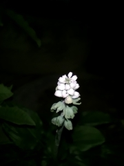 Plantaginaceae