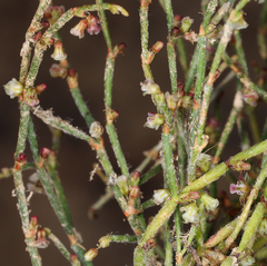 Eriogonum nidularium