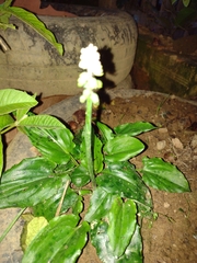 Plantaginaceae