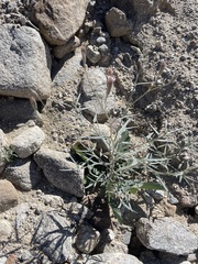 Palafoxia arida arida