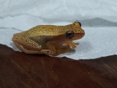 Dendropsophus nanus