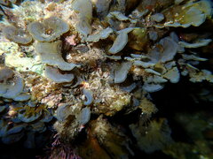 Lobophora variegata