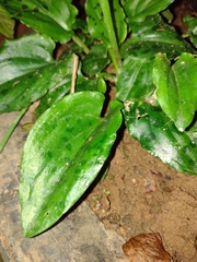 Plantaginaceae