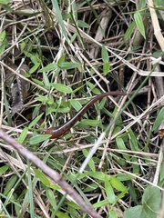 Chtonobdella limbata