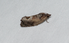 Cryptophlebia ombrodelta