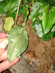 Plantaginaceae