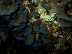 Lobophora variegata