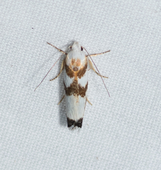 Plectophila eucrines