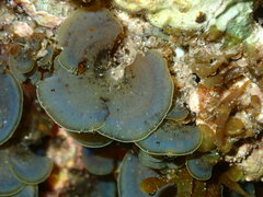 Lobophora variegata