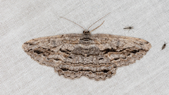 Scioglyptis canescaria