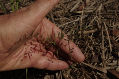 Phyllanthus virgatus