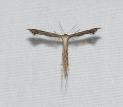 Stenoptilodes taprobanes