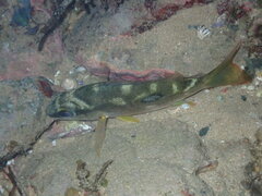 Lutjanus fulviflamma