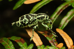 Chrysolopus spectabilis