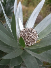 Leucadendron argenteum