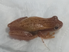 Dendropsophus nanus