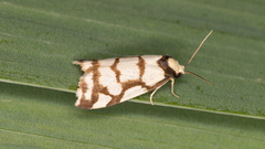 Scaptesyle dichotoma