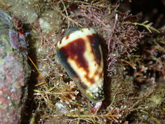 Conus sponsalis