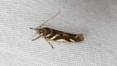 Macrobathra heminephela