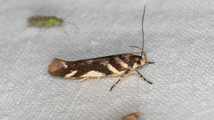 Macrobathra heminephela