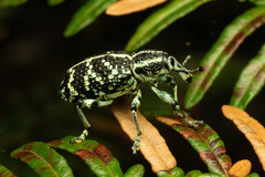Chrysolopus spectabilis