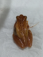Dendropsophus nanus